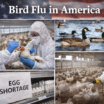 Bird Flu in America